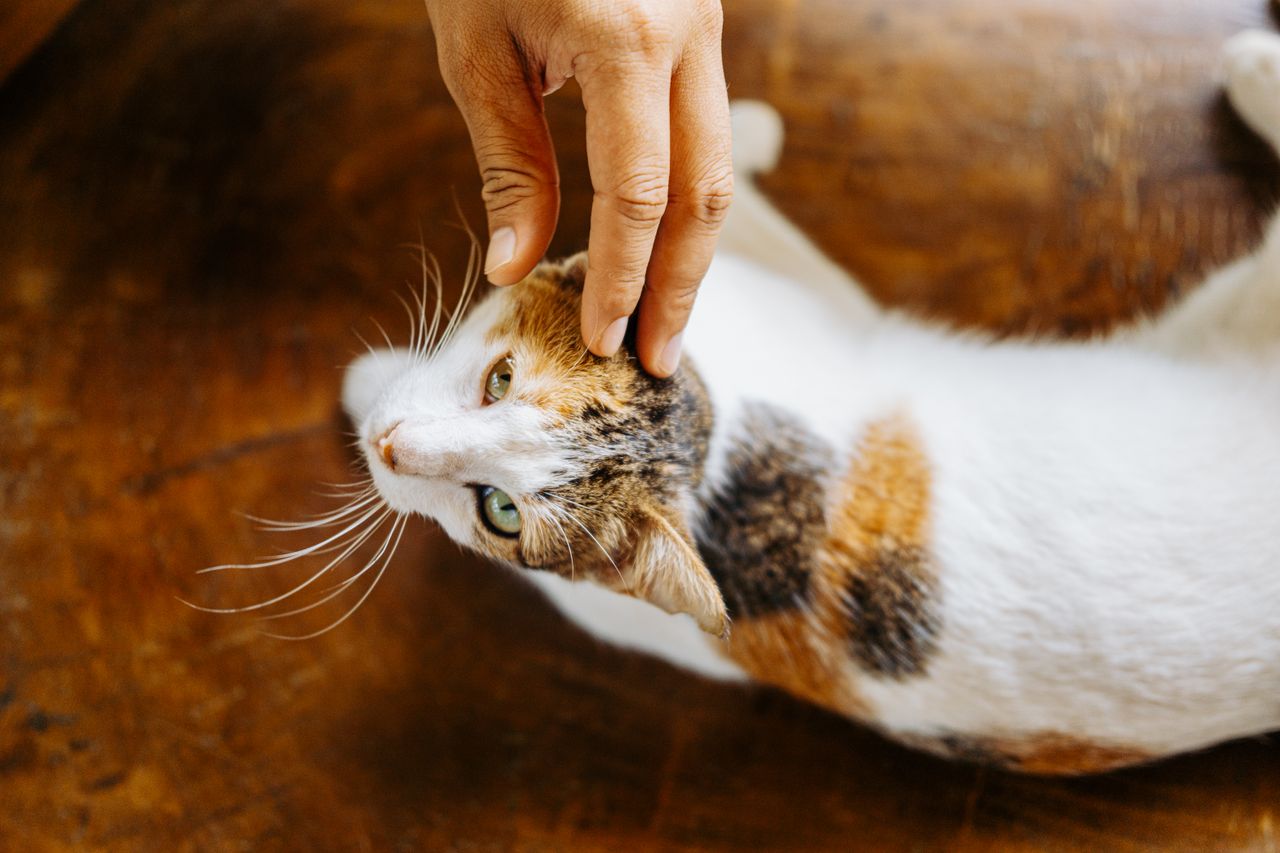 core-values Close-up of a human hand petting a calico cat in a warm indoor setting.