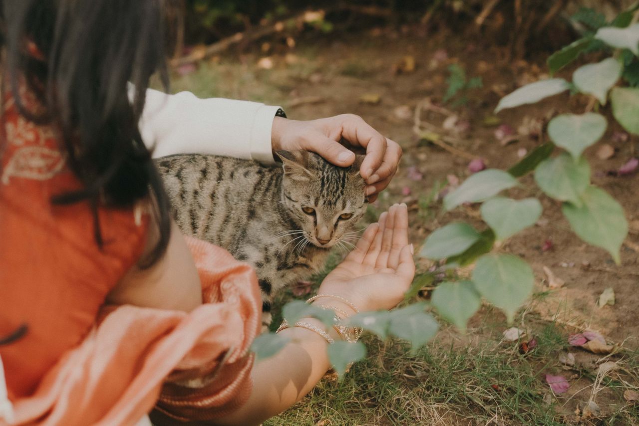 about-img Adult gently petting a tabby cat amidst leaves in a calm outdoor setting.