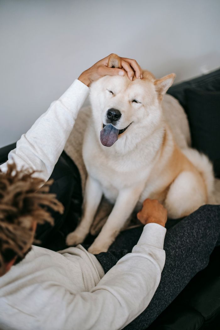 Mastering the First Impression: Your intriguing post title goes here High angle of ethnic male in casual clothes stroking obedient Akita Inu with tongue out in apartment
