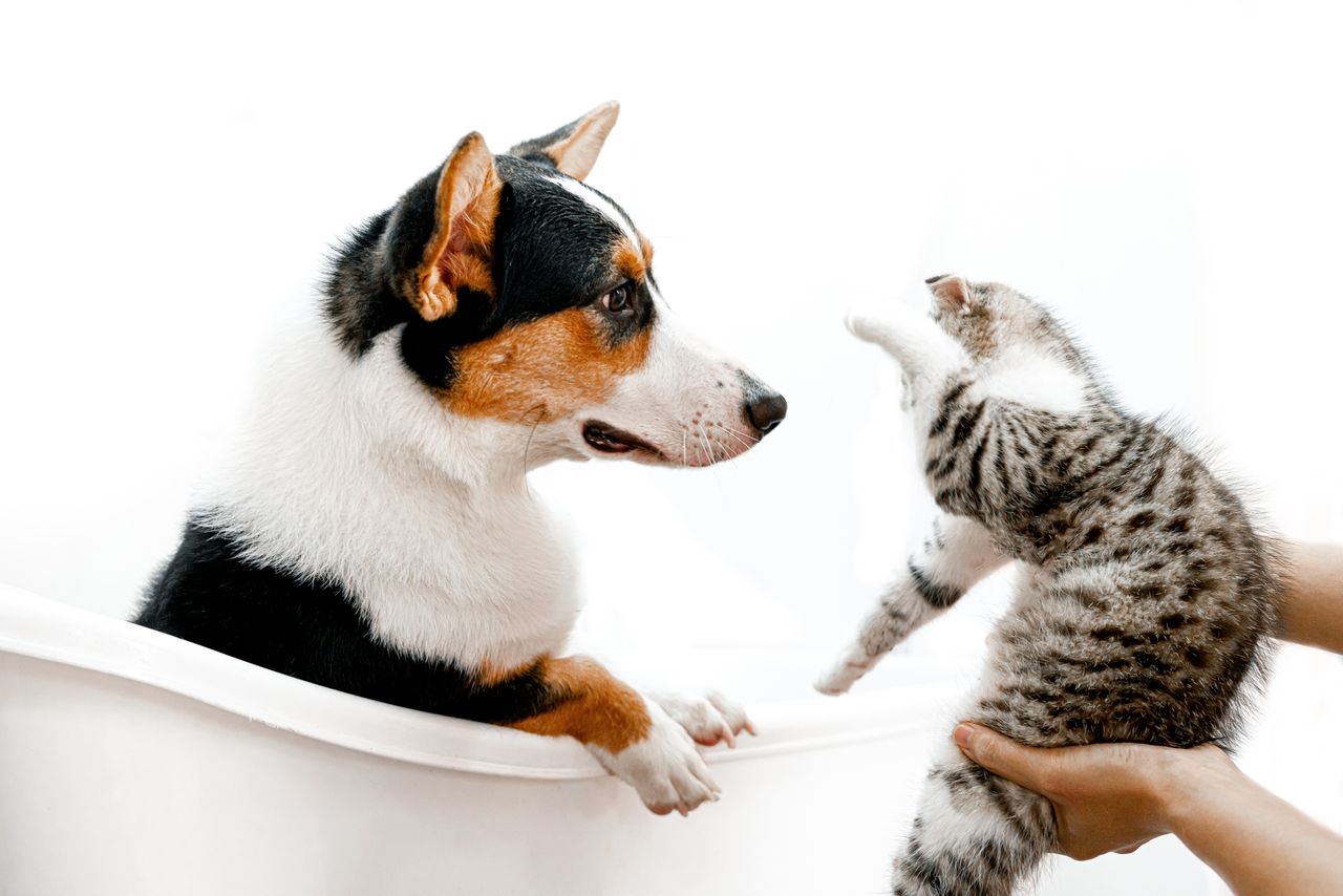 our-mission A cute scene of a cat and dog interacting playfully in a bathtub, indoors.